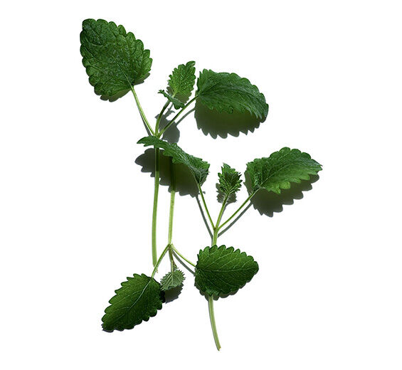 Lemon balm-Organic lemon balm extract-Melissa officinalis leaf extract