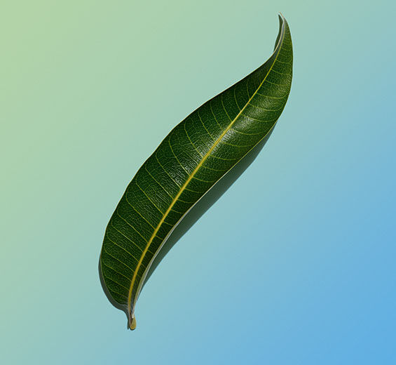 Mango tree-Mango leaf extract-Mangifera indica (mango) leaf extract