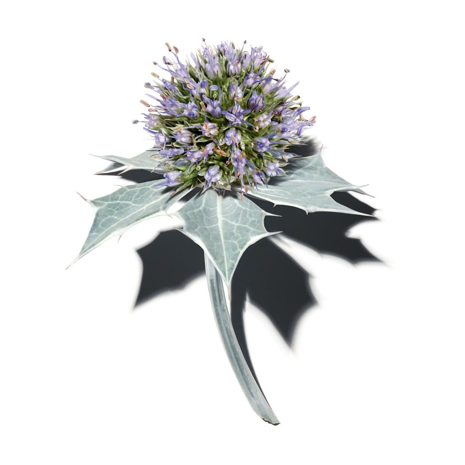 Sea holly