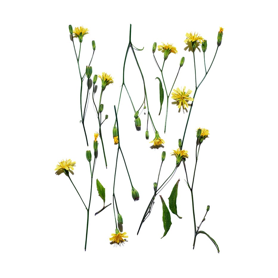 Nipplewort